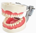 1560 Upper Gingiva BG No Third Molars